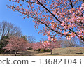 Nakagawa Hachimanyama Park: Kawazu cherry blossoms in full bloom 136821043