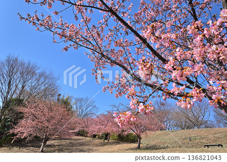 Nakagawa Hachimanyama Park: Kawazu cherry blossoms in full bloom 136821043