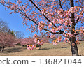 Nakagawa Hachimanyama Park: Kawazu cherry blossoms in full bloom 136821044