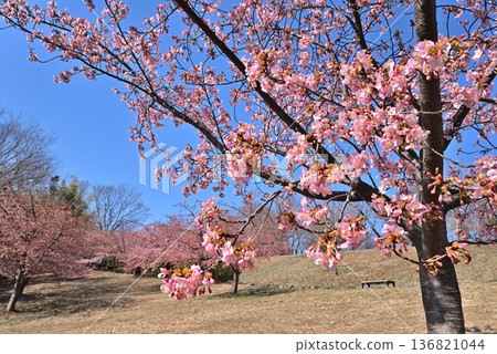 Nakagawa Hachimanyama Park: Kawazu cherry blossoms in full bloom 136821044