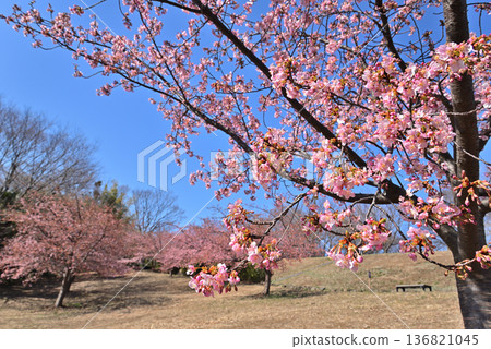 Nakagawa Hachimanyama Park: Kawazu cherry blossoms in full bloom 136821045