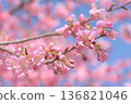 Kawazu cherry blossoms in full bloom 136821046