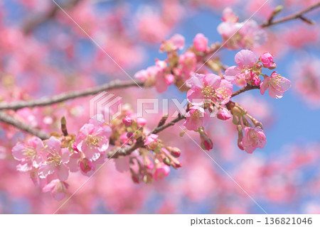 Kawazu cherry blossoms in full bloom 136821046