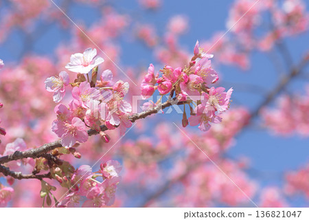 Kawazu cherry blossoms in full bloom 136821047