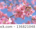 Kawazu cherry blossoms in full bloom 136821048