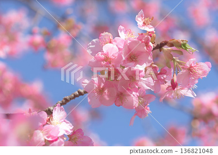 Kawazu cherry blossoms in full bloom 136821048