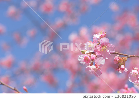 Kawazu cherry blossoms in full bloom 136821050
