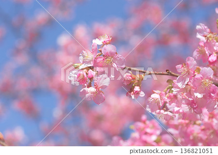 Kawazu cherry blossoms in full bloom 136821051