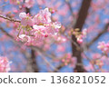 Kawazu cherry blossoms in full bloom 136821052