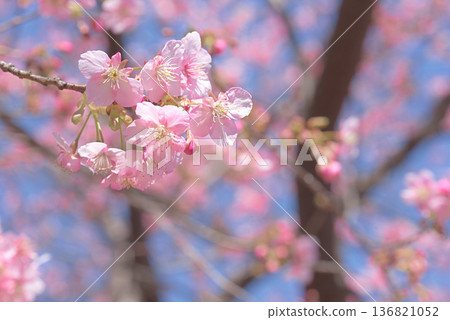 Kawazu cherry blossoms in full bloom 136821052