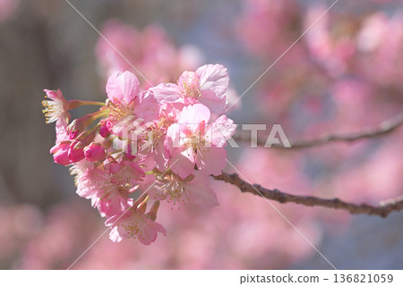Kawazu cherry blossoms in full bloom 136821059