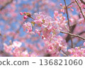 Kawazu cherry blossoms in full bloom 136821060