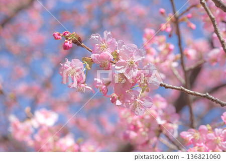 Kawazu cherry blossoms in full bloom 136821060