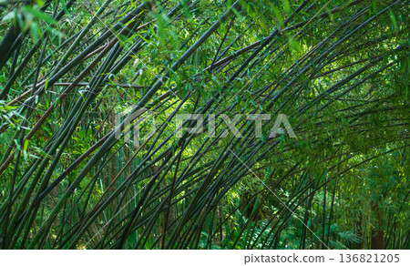 Bamboo forest in the morning light. Natural background Bamboo forest in the morning light. Natural background 136821205