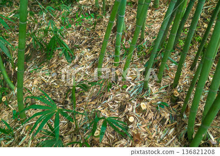 ground with fallen leaves in bamboo forest ground with fallen leaves in bamboo forest 136821208