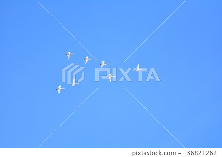 Swan in the blue sky Swan in the blue sky 136821262
