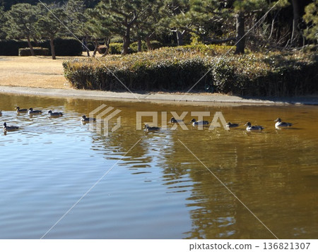 伊納格海濱公園沙灘池塘冬季候鳥北針尾鴨 136821307