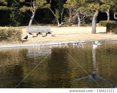 Black-headed gulls, pintails and crows 136821311