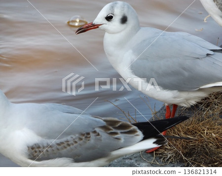 來到稻毛海濱公園海濱池塘的黑頭鷗 136821314