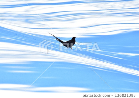 冬季的銅雞 136821393