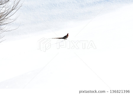 冬季的銅雞 136821396