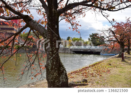 Yoshinomaru, Funairi Bridge, inner moat and autumn leaves in Kuwana City, Mie Prefecture 136821500