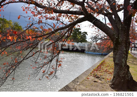 Yoshinomaru, Funairi Bridge, inner moat and autumn leaves in Kuwana City, Mie Prefecture 136821501