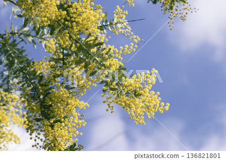 含羞草花在藍天映襯下閃閃發光——令人神清氣爽的春日景象。 136821801