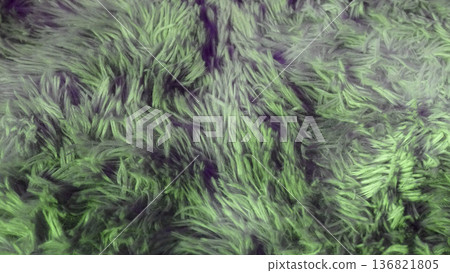 Abstract green fluffy fur texture background 136821805