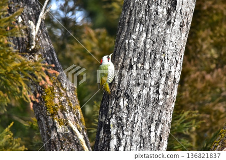 野生鳥 綠 啄木鳥 野生鳥 綠 啄木鳥 136821837