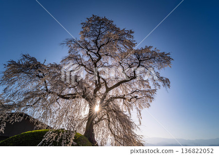 【櫻花素材】沐浴在晨光中的近江村石塚櫻花【長野縣】 136822052