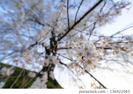 【櫻花素材】沐浴在晨光中的近江村石塚櫻花【長野縣】 【櫻花素材】沐浴在晨光中的近江村石塚櫻花【長野縣】 136822063
