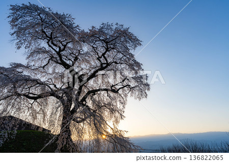 [Cherry Blossom Material] Ishizuka Cherry Blossoms in Omi Village Bathed in the Morning Sun [Nagano Prefecture] 136822065