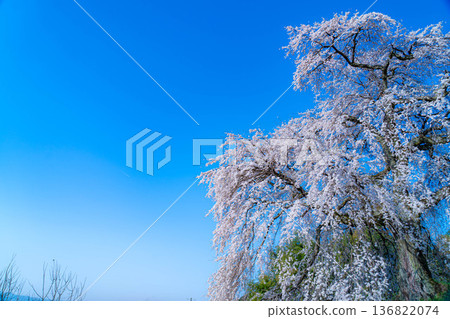 【櫻花素材】沐浴在晨光中的近江村石塚櫻花【長野縣】 【櫻花素材】沐浴在晨光中的近江村石塚櫻花【長野縣】 136822074
