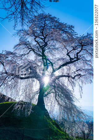 【櫻花素材】沐浴在晨光中的近江村石塚櫻花【長野縣】 【櫻花素材】沐浴在晨光中的近江村石塚櫻花【長野縣】 136822077