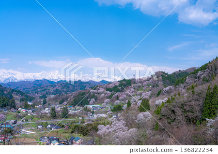 [里山的春天]小川村和二反田的櫻花[長野縣] 136822234