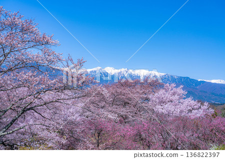 [Cherry Blossoms] Cherry blossoms and remaining snow on the Central Alps as seen from Okusa Castle Ruins Park [Nagano Prefecture] 136822397