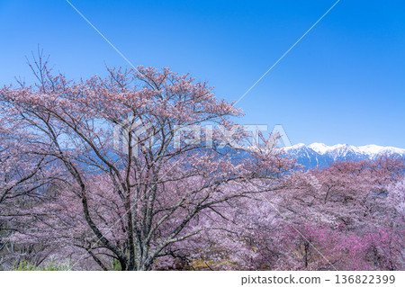 [Cherry Blossoms] Cherry blossoms and remaining snow on the Central Alps as seen from Okusa Castle Ruins Park [Nagano Prefecture] 136822399