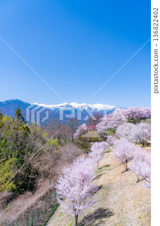 [Cherry Blossoms] Cherry blossoms and remaining snow on the Central Alps as seen from Okusa Castle Ruins Park [Nagano Prefecture] 136822402