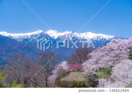 [櫻花] 從大草城跡公園眺望中央阿爾卑斯的櫻花與殘雪[長野縣] 136822404