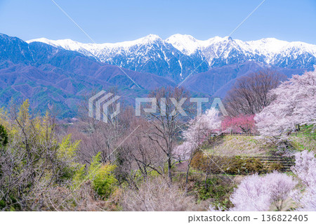 [櫻花] 從大草城跡公園眺望中央阿爾卑斯的櫻花與殘雪[長野縣] 136822405