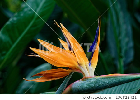 Tropical plant, Bird of Paradise flower Tropical plant, Bird of Paradise flower 136822421