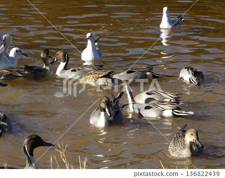 飛到稻垣濱公園的獵鷹苗圃和yurikomome 136822439