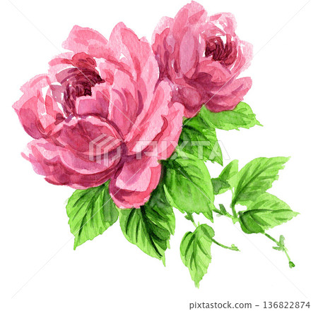 水彩粉紅玫瑰 26221像素7 136822874