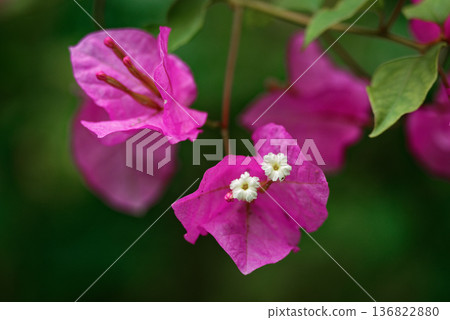 Tropical flowering tree Bougainvillea flowers Tropical flowering tree Bougainvillea flowers 136822880