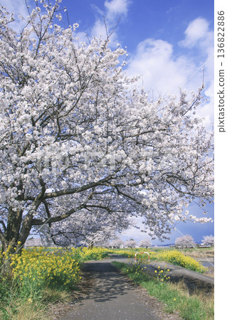 A walk along the river with cherry blossoms and rape blossoms in bloom - Gogyo River in Moka City in spring A walk along the river with cherry blossoms and rape blossoms in bloom - Gogyo River in Moka City in spring 136822886
