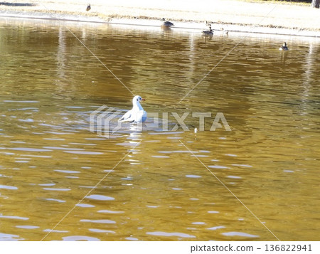 冬季候鳥、黑頭鷗和針尾鴨來到稻毛海濱公園海灘上的池塘。 冬季候鳥、黑頭鷗和針尾鴨來到稻毛海濱公園海灘上的池塘。 136822941