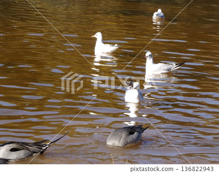 Winter migratory birds, black-headed gulls and pintail ducks, visit the pond on the beach of Inage Seaside Park. 136822943
