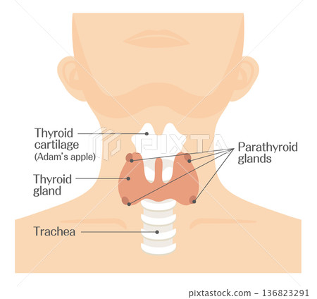 Thyroid gland structure illustration (parathyroid gland, trachea, thyroid cartilage) color 136823291