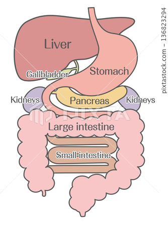 Digestive system structure illustration (liver, stomach, pancreas, large intestine, small intestine) Digestive system structure illustration (liver, stomach, pancreas, large intestine, small intestine) 136823294